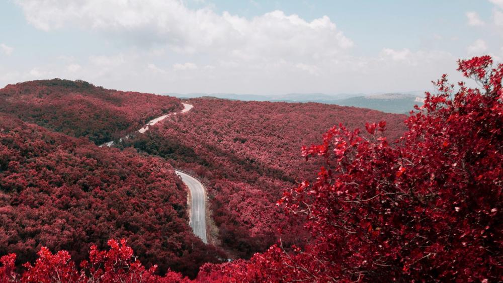 Wallpaper from nature category