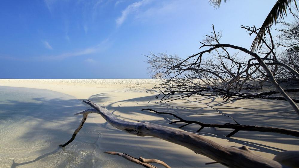 Serene Beach with Driftwood Under a Blue Sky wallpaper