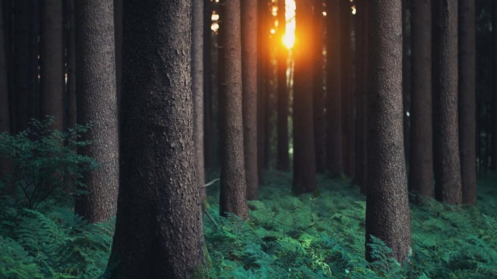Serene Forest at Sunset wallpaper
