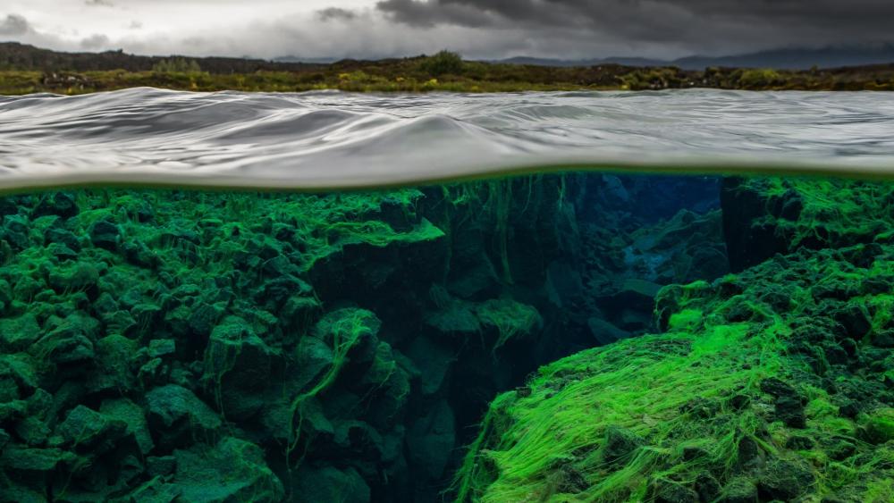 Wallpaper from nature category