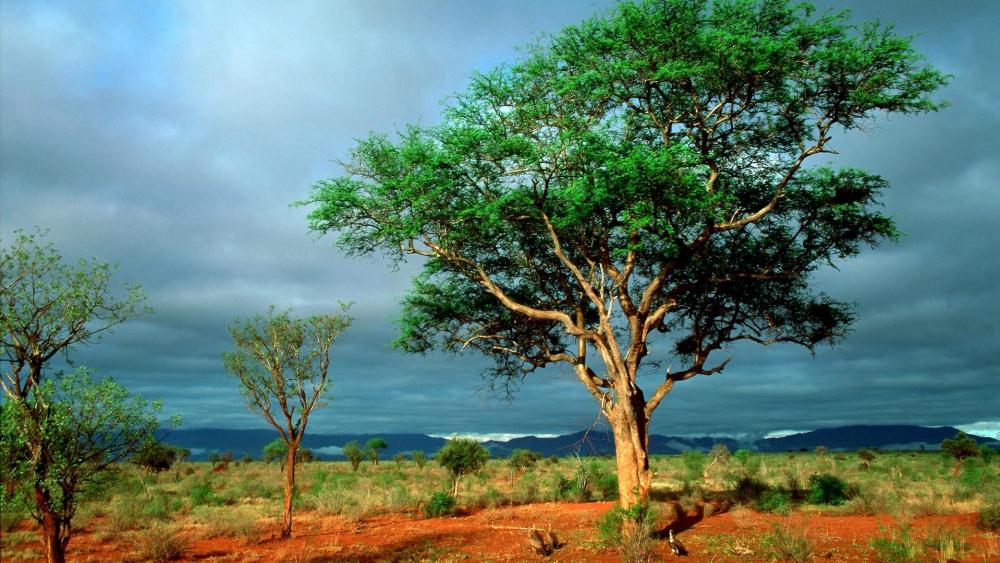 Majestic Solitary Tree on Vibrant Landscape wallpaper