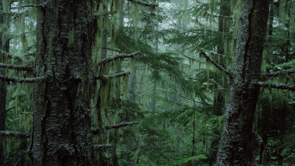 Mysterious Forest with Lush Greenery and Foggy Atmosphere wallpaper