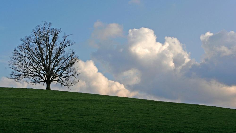 Lonely Tree on a Rolling Hill Under Blue Skies wallpaper
