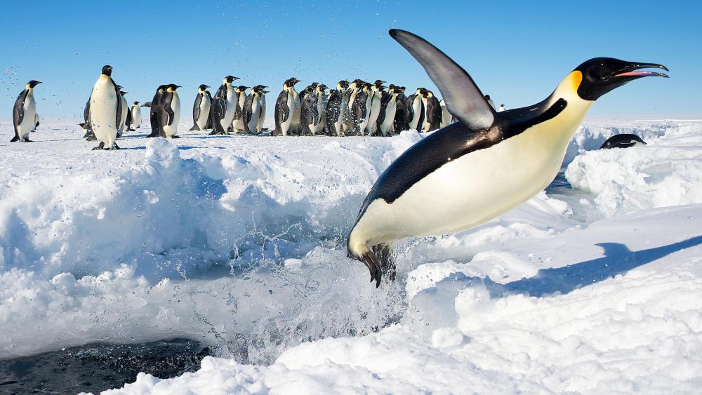 Emperor Penguin Jumping out of Water n Antarctica wallpaper