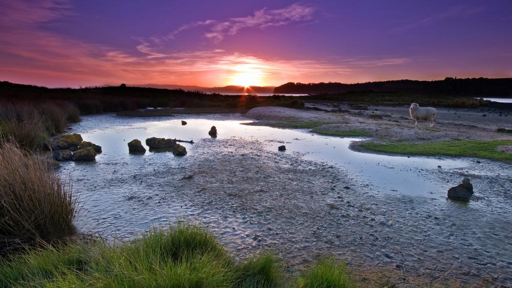 Serene Sunset Over Tranquil Wetlands wallpaper
