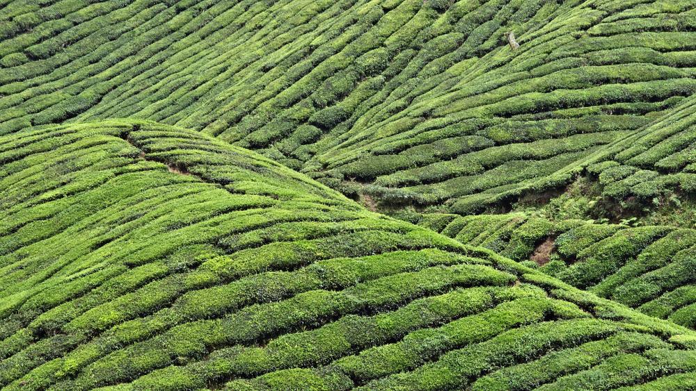 Lush Green Tea Plantations in Rolling Hills wallpaper