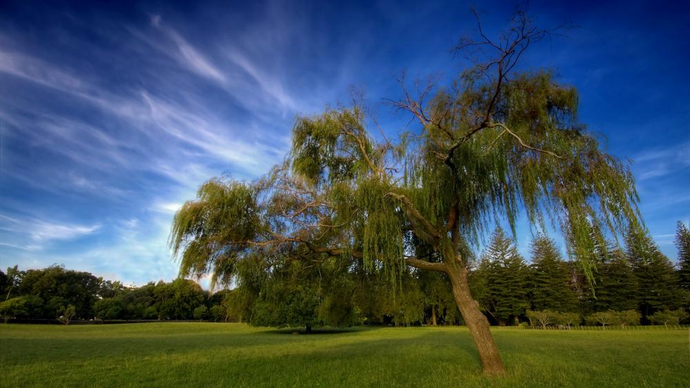 Serene Landscape of a Majestic Willow Tree wallpaper
