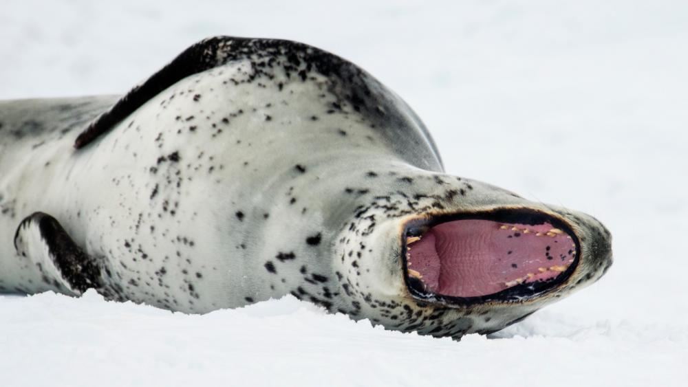 Leopard Seal Displaying its Teeth wallpaper