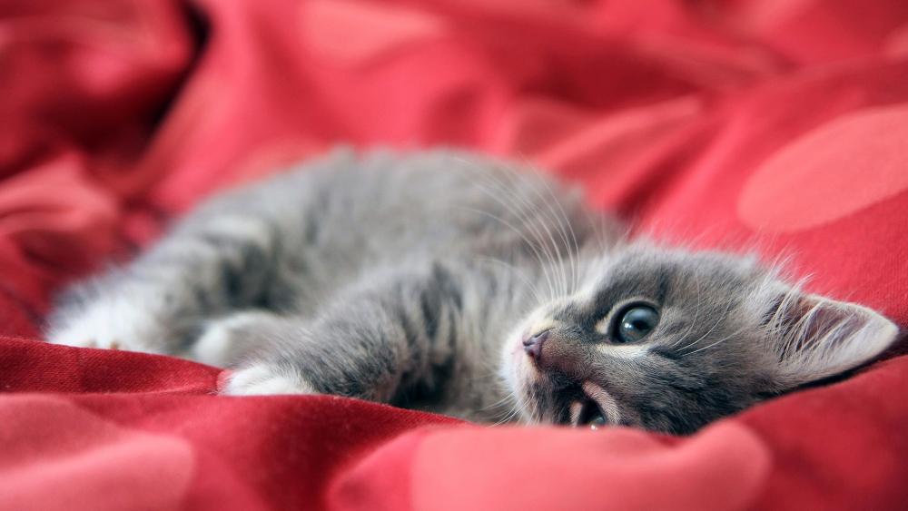 Playful Kitten on a Red Blanket wallpaper