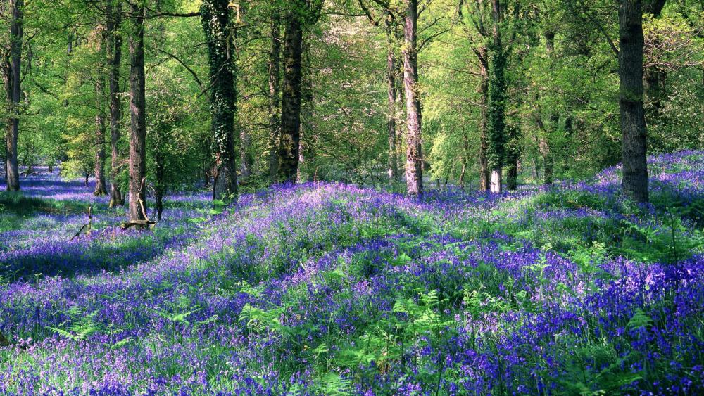 Enchanting Bluebell Forest Scene wallpaper