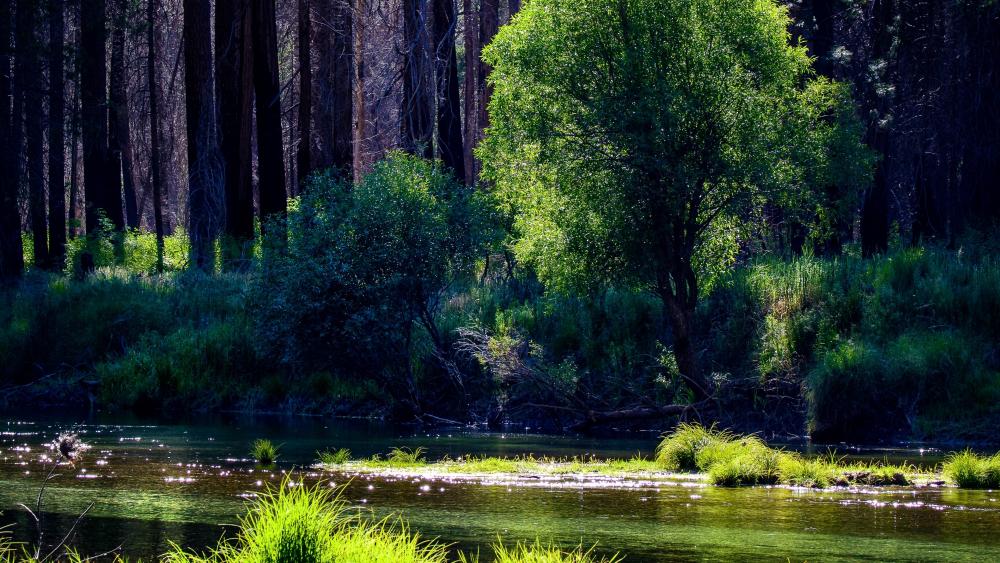 Wallpaper from nature category