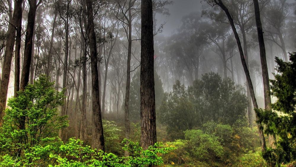 Wallpaper from nature category