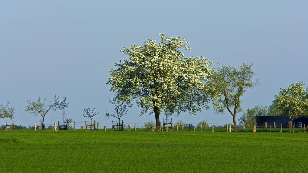 Serene Blossom Tree in Lush Green Meadow wallpaper