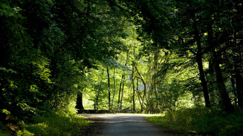 Serene Pathway Through Lush Forested Landscape wallpaper