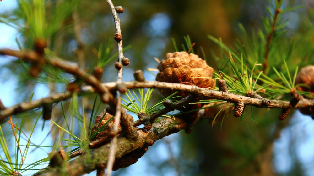 Autumn larch wallpaper