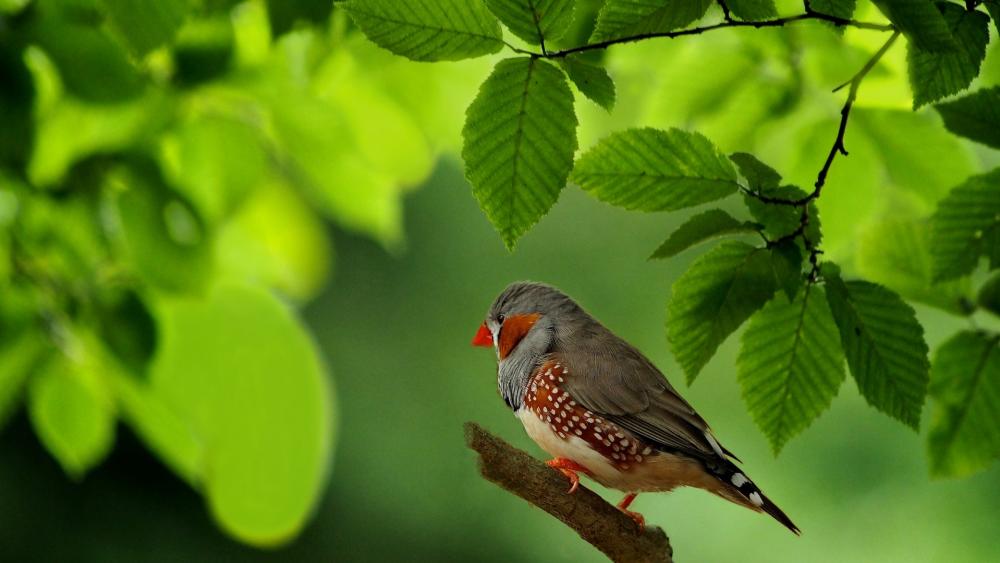 Serene Finch Resting Amid Lush Greenery wallpaper