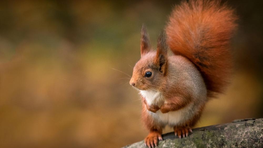 Wallpaper from animals category