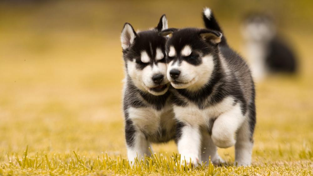 Adorable Huskies Exploring Together wallpaper