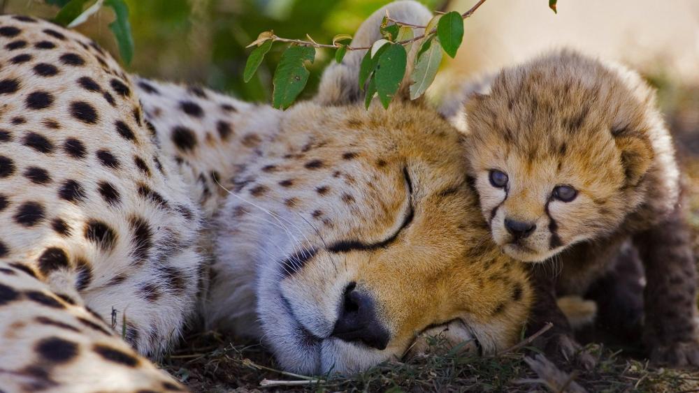 Wallpaper from animals category