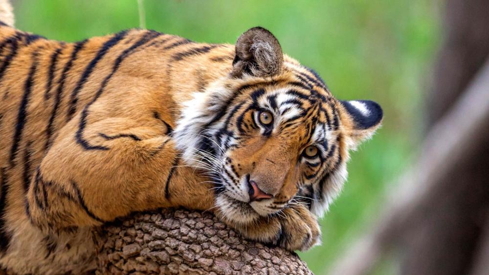 Majestic Tiger Relaxing in Nature wallpaper