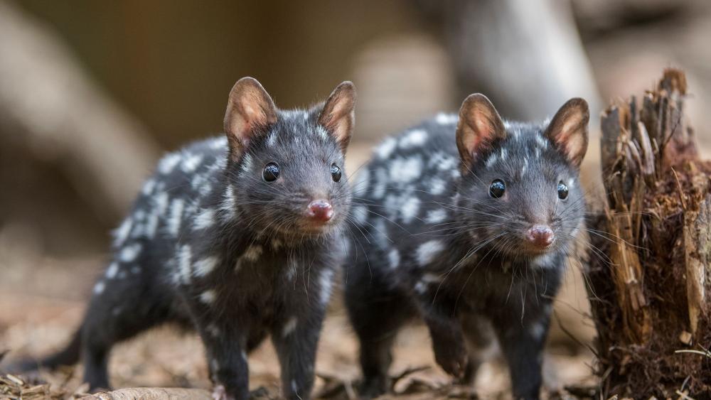 Two Monito del monte wallpaper