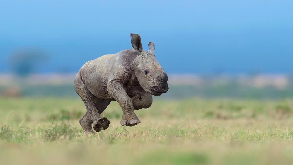 Baby Rhino wallpaper