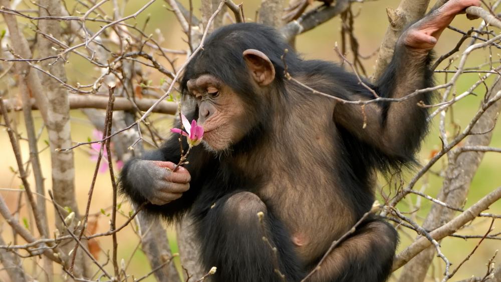 Wallpaper from animals category