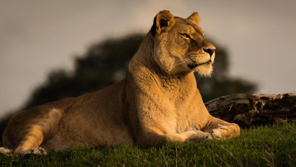Majestic Lioness in Golden Light wallpaper