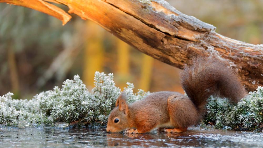 Squirrel by the Still Waterside wallpaper