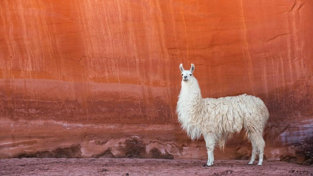 Elegant Llama Against a Vibrant Red Rock Background wallpaper
