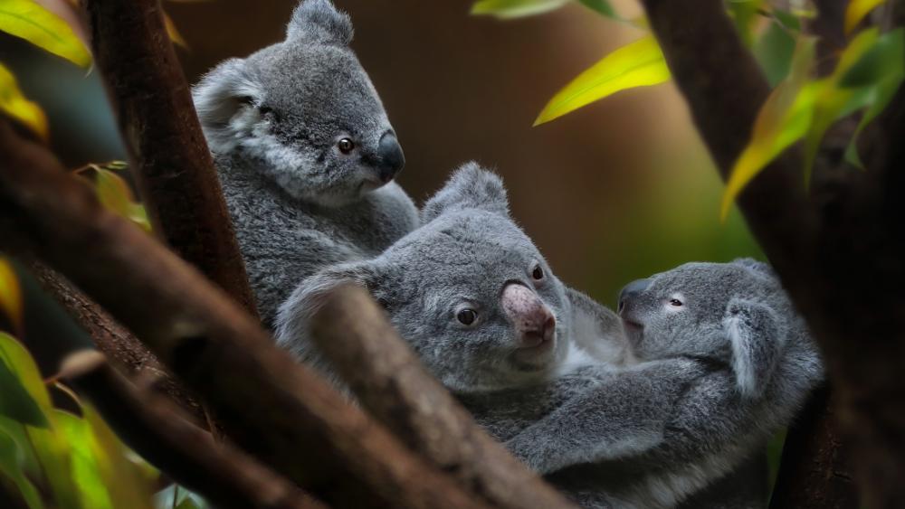 Gentle Koala Family Moments wallpaper