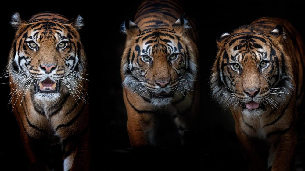 Majestic Trio of Tigers in the Shadows wallpaper