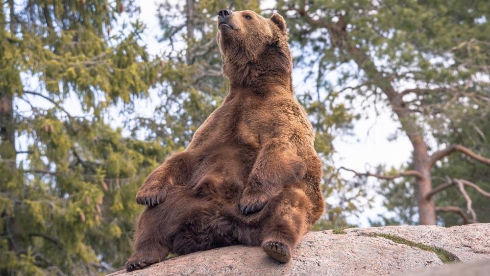 Wallpaper from animals category