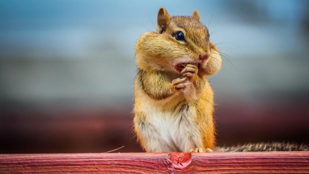 Charming Chipmunk with Full Cheeks for Nature Lovers wallpaper