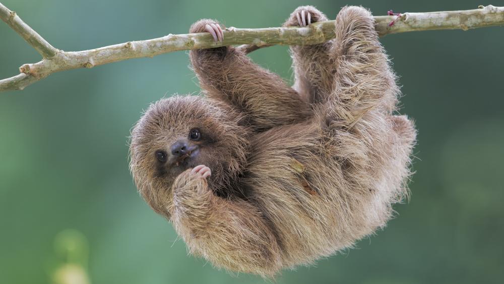 Baby sloth wallpaper