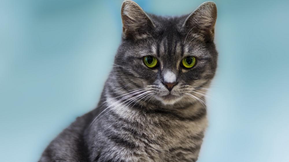 Wallpaper from animals category