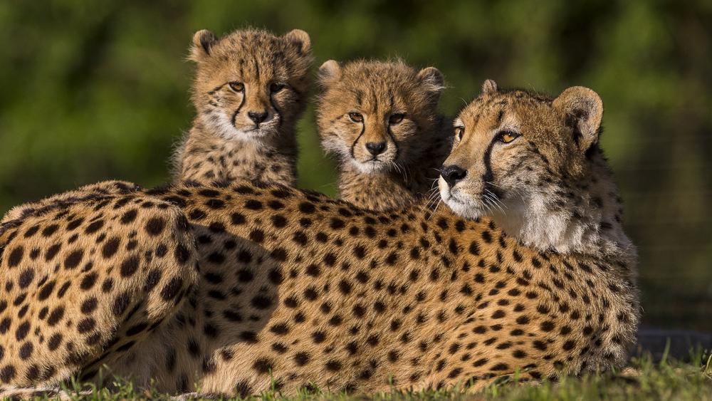 Wallpaper from animals category