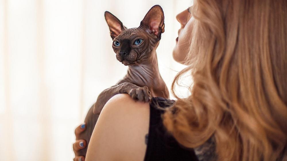 Sphynx Cat and Owner Bonding Moment wallpaper
