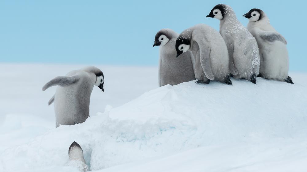 Emperor Penguins Gathering in the Snow wallpaper