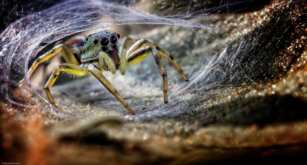 Spider macro photo wallpaper