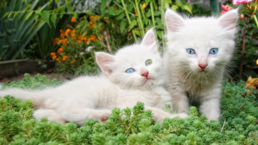 White kitten with different colored eyes wallpaper