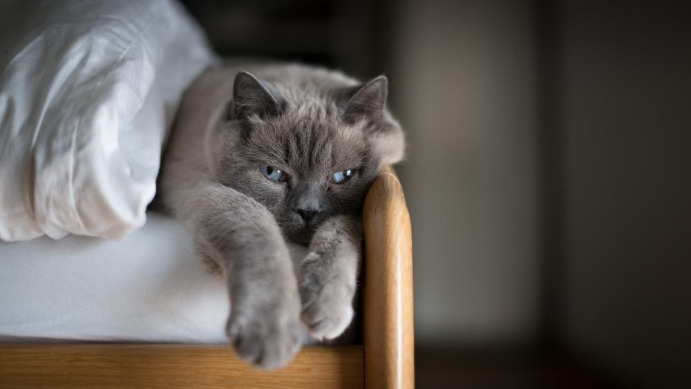 Wallpaper from animals category