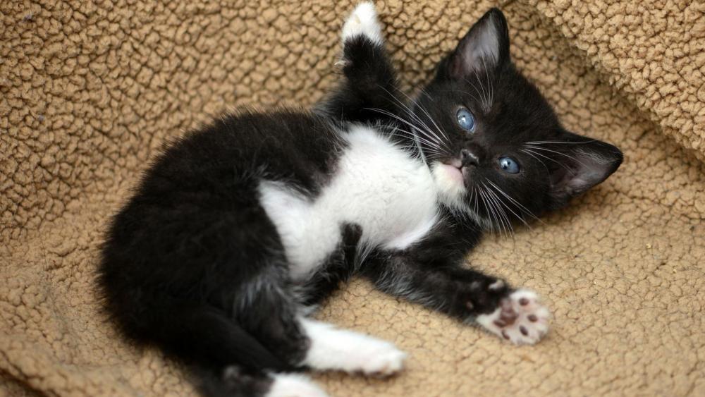 Adorable Tuxedo Kitten Lounging Comfortably wallpaper