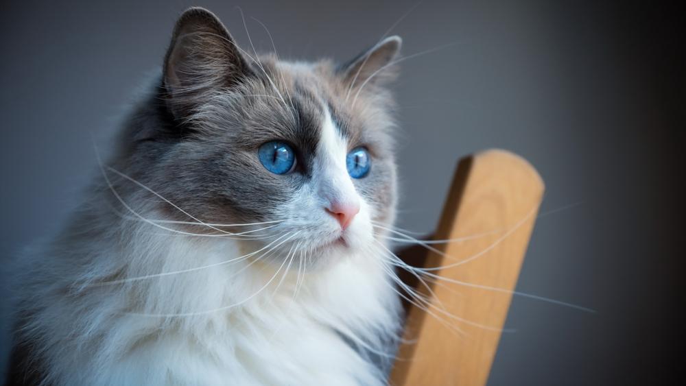 Elegant Feline with Striking Blue Eyes and Fluffy Fur wallpaper