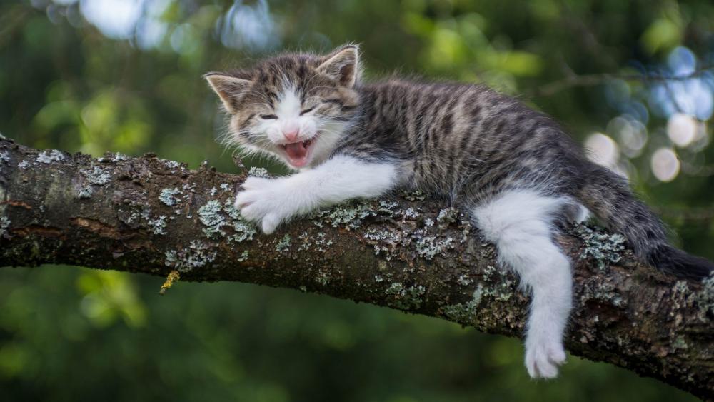 Playful Kitten in the Great Outdoors wallpaper