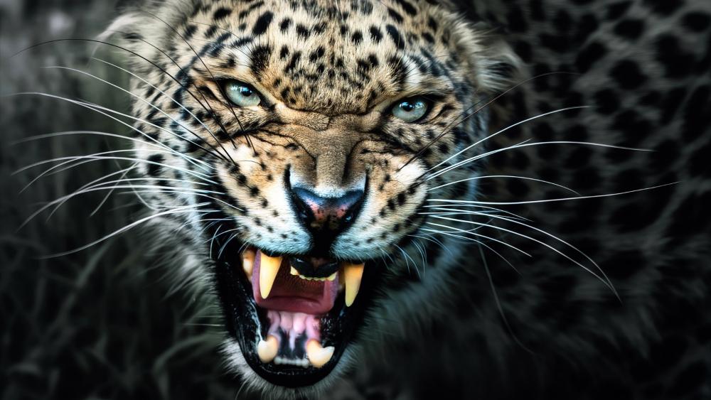 Fierce Leopard Captured in the Wild wallpaper