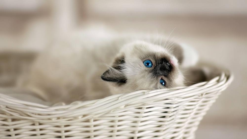 Wallpaper from animals category