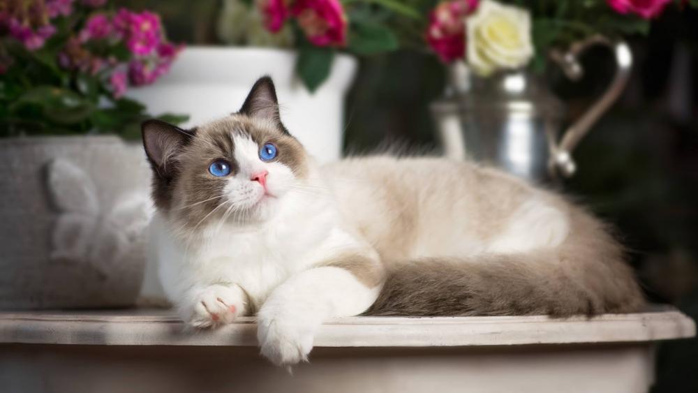 Wallpaper from animals category