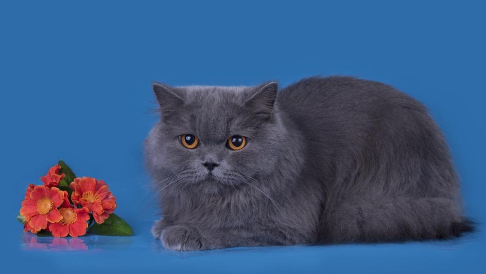 Charming Gray Cat Against Blue Background wallpaper