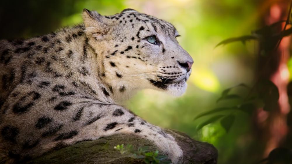 Majestic Snow Leopard in Tranquil Surroundings wallpaper
